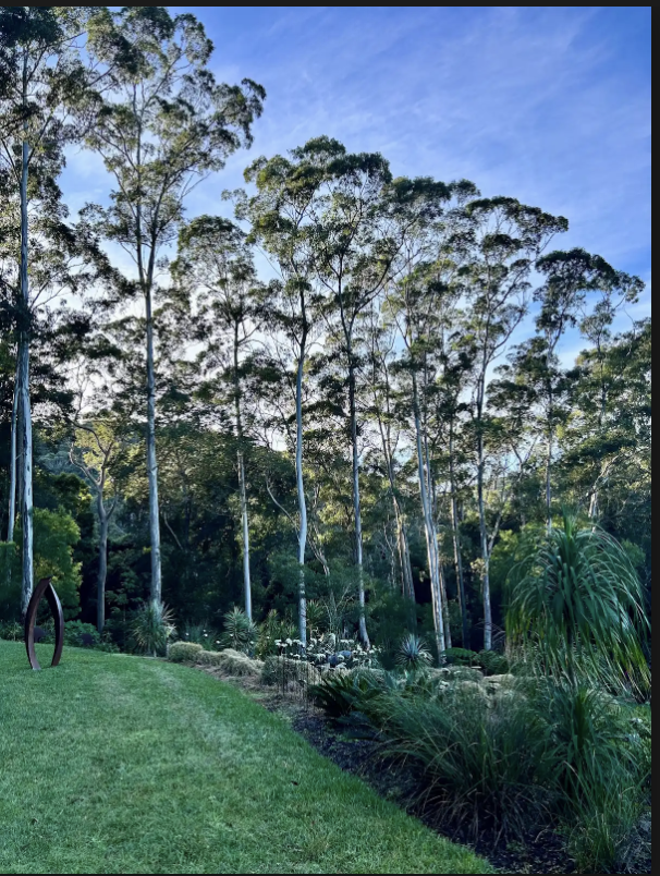 Towering gum trees over the retreat gardens at dusk